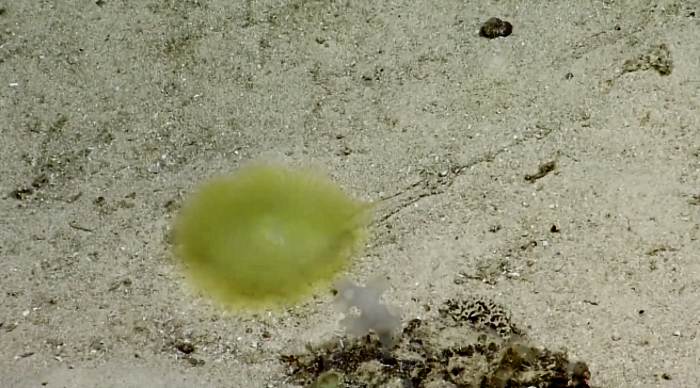 Fantastické stvoření hlubinného moře