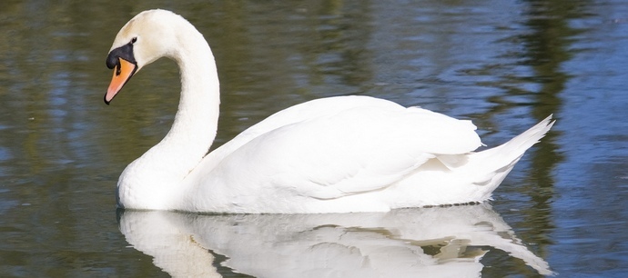 Ošklivá káčátko se zase změní v nádhernou labuť.
