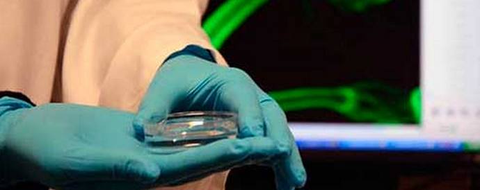 Gen pro mládež může prodloužit život člověka o jeden a půlkrát