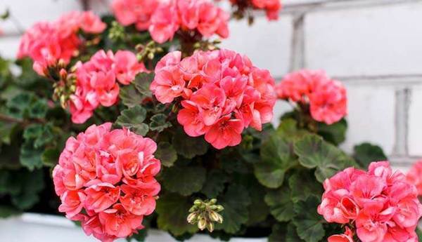 růžové pelargónie 