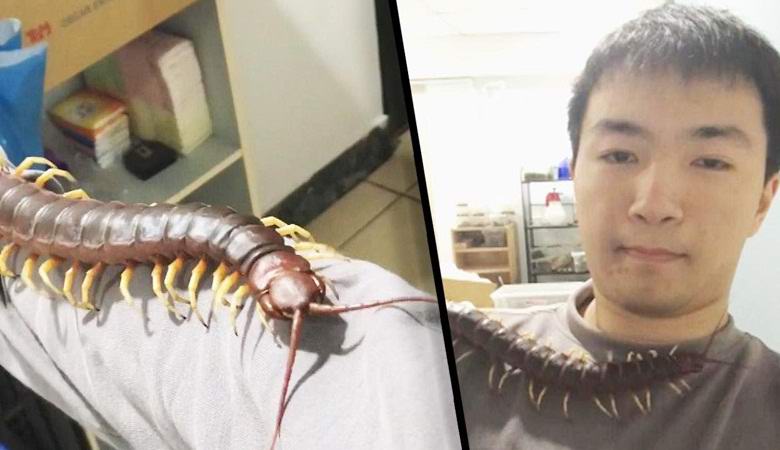 Obří stonožka se stala tchajwanským mazlíčkem