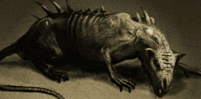 Obří, inteligentní a nebojácní krysy