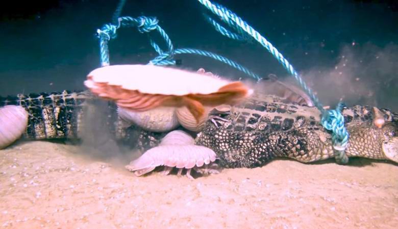 Obří korýši snadno zvládnuti s aligátory