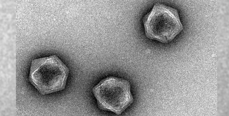 Obří viry nesou genetický kód, který může řídit metabolismus živých věcí 