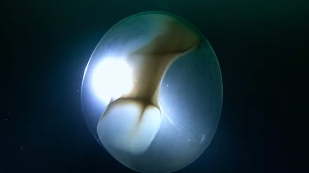 Obří vejce bylo fotografováno potápěči v Severním ledovém oceánu