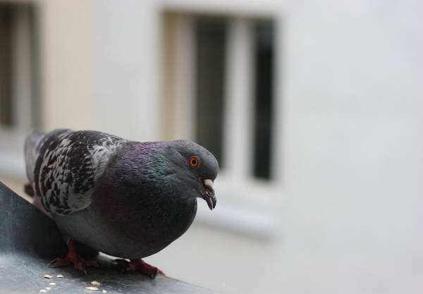 oknem letěl holub: znamení 