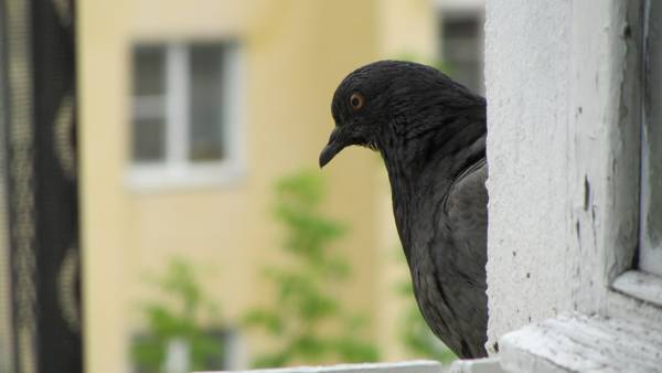 holubice proletěla oknem 