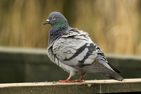 holub vletěl do bytu 