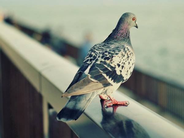 oknem proletěla holubice 