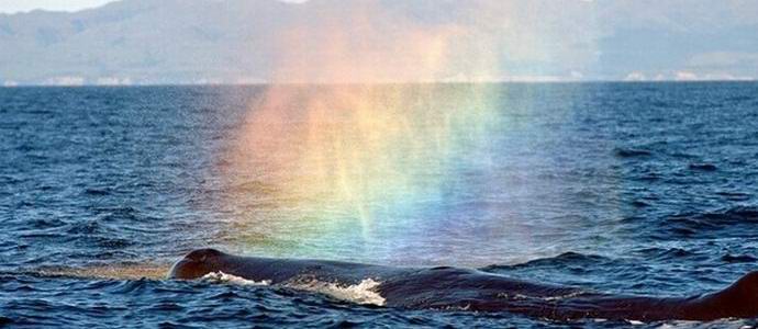 Keporkaky na turisty zapůsobily uvolněním duhy do vzduchu