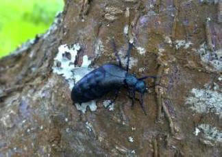 Města budoucnosti budou přeplněna hmyzem