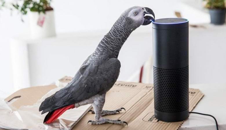 Mluvící papoušek si objednal balíček přes internet.
