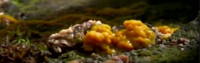 Houby mimozemšťané a kolektivní hubová mysl