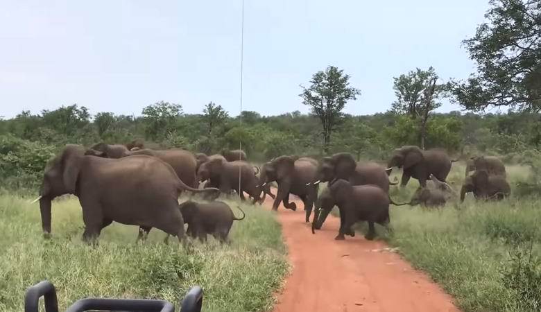 Skupina turistů byla uprostřed stáda slonů.
