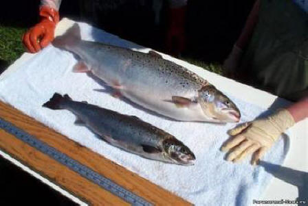 Chiméry naší doby