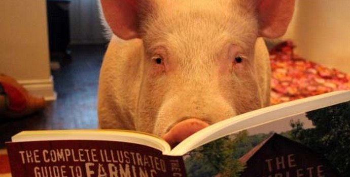 Chceš získat chytrého mazlíčka? Získejte prase!