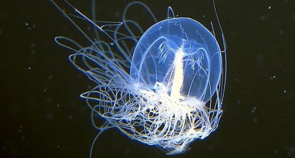 Jejich přežití lze závidět.