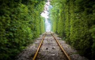 Indie plánuje vysadit dvě miliardy stromů pomocí práce mladých nezaměstnaných