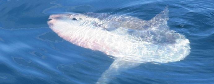 Indonéští rybáři lovili kolosální měsíční rybu