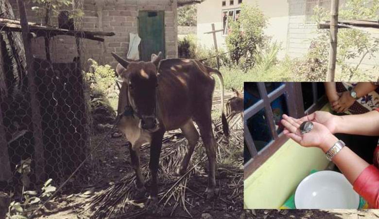 Indonéský farmář tvrdí, že jeho kráva