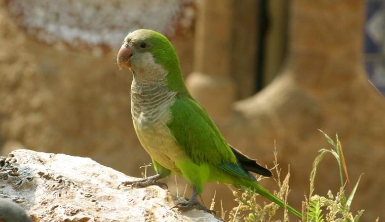 Španělské hlavní město bylo zaplaveno papoušky škůdců