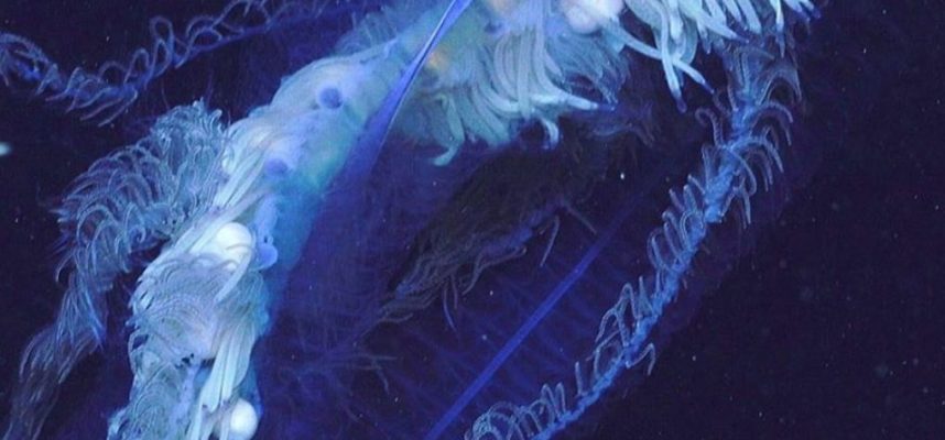 Vědci byli šokováni obrovským tvorem u pobřeží Austrálie 