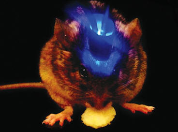 Laserové ozáření určité části mozku myši zbavilo hlodavce chuti k jídlu.