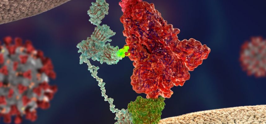 Vědci zjistili, co dělá koronavirus tak nakažlivým 