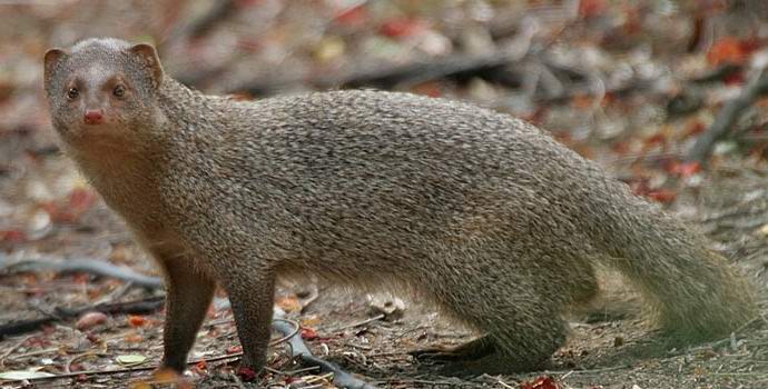 Příběh mluvení Mongoose Jeffa