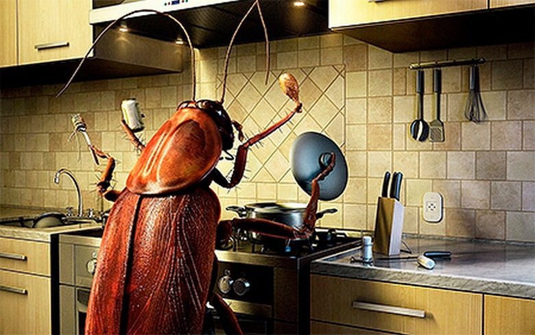 Zbavit se švábů je snadné a snadné.