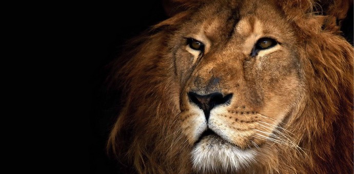 Vysmívání lva se zastavilo