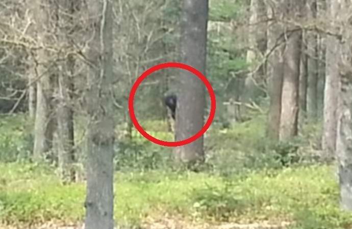 Yeti v nizozemském lese se dostala na videokameru