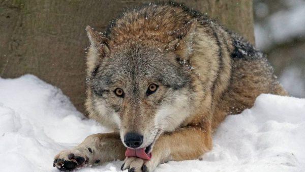 Zraněná divoká zvířata 