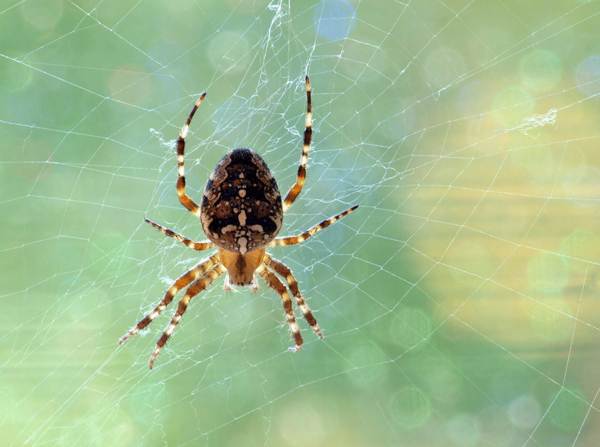 vidět znamení pavouka 