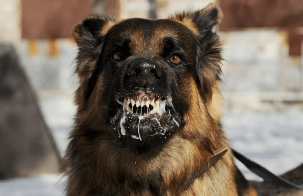 Proč sní šílený pes 