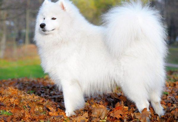 Vysvětlení snů bílý pes 