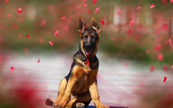 snil o ovčáckém psu 