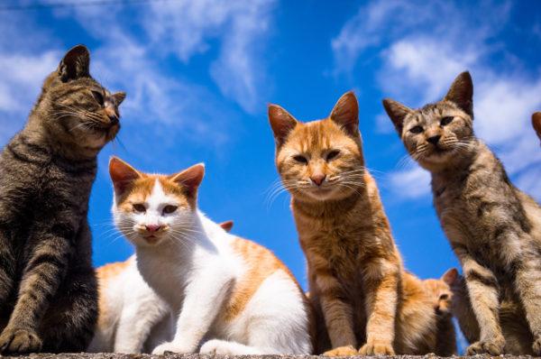 Proč mnoho koček sní 