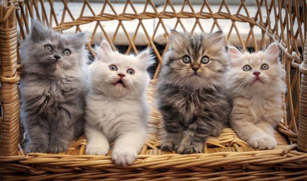 Proč mnoho koček snilo 