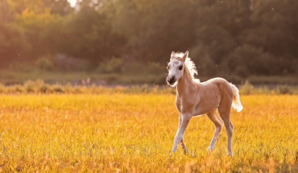 Obraz hříbě ve snu 
