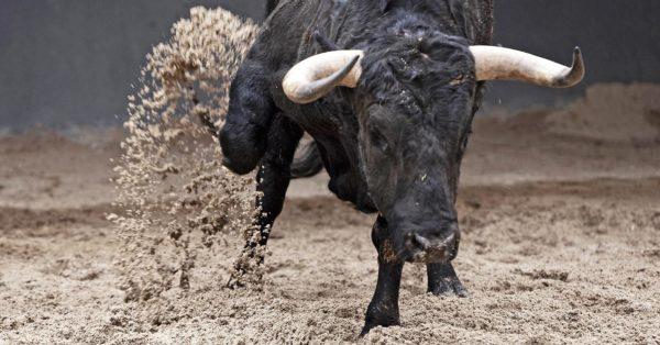 Proč rozzlobený býk sní 