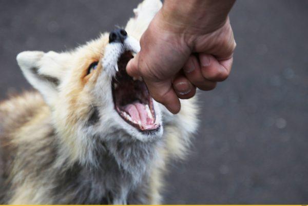 Proč snít o kousnutí lišky 