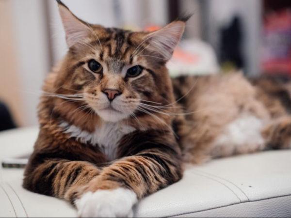 Proč velká kočka sní  