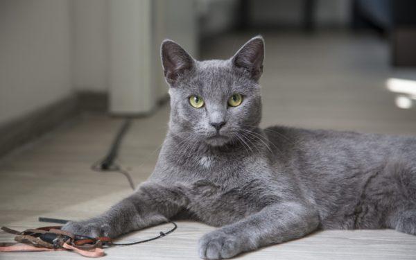 Proč šedá kočka sní 