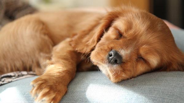 Smrt vlastního nebo cizího psa 