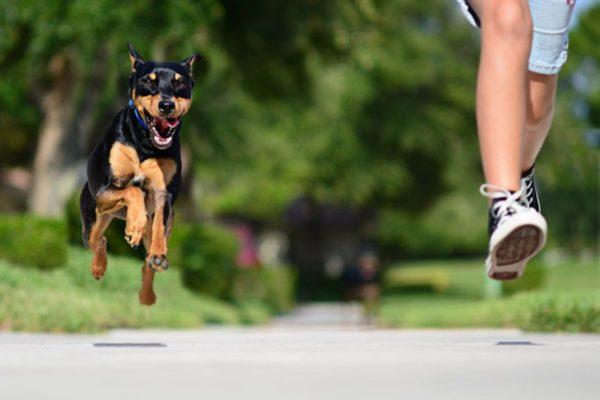 Proč snít o útěku před psem 