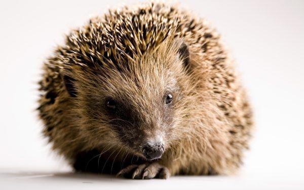Proč ježek sní 