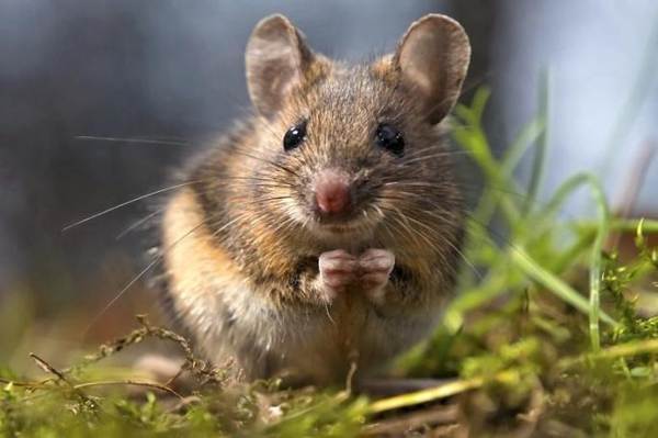 známky toho, jaké myši se v domě objevují 