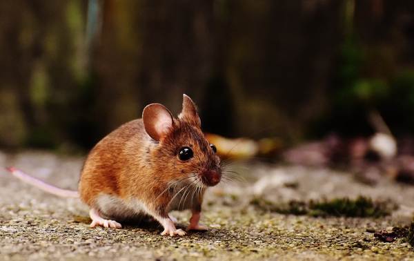 znamení myši v bytě 