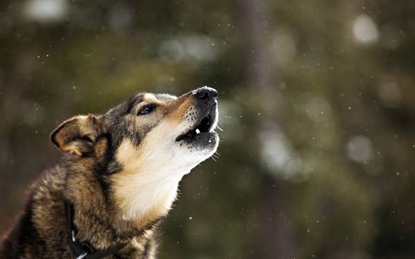 proč pes vytí na dvoře 